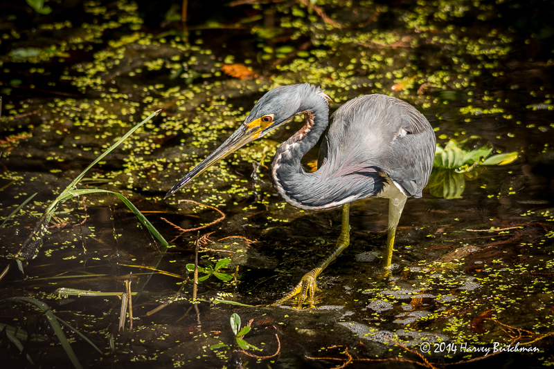 Tricolored Heron_MEX6480.jpg